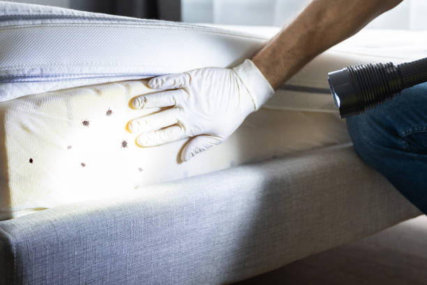 Best Ant Control Services  in Spring Valley, AZ